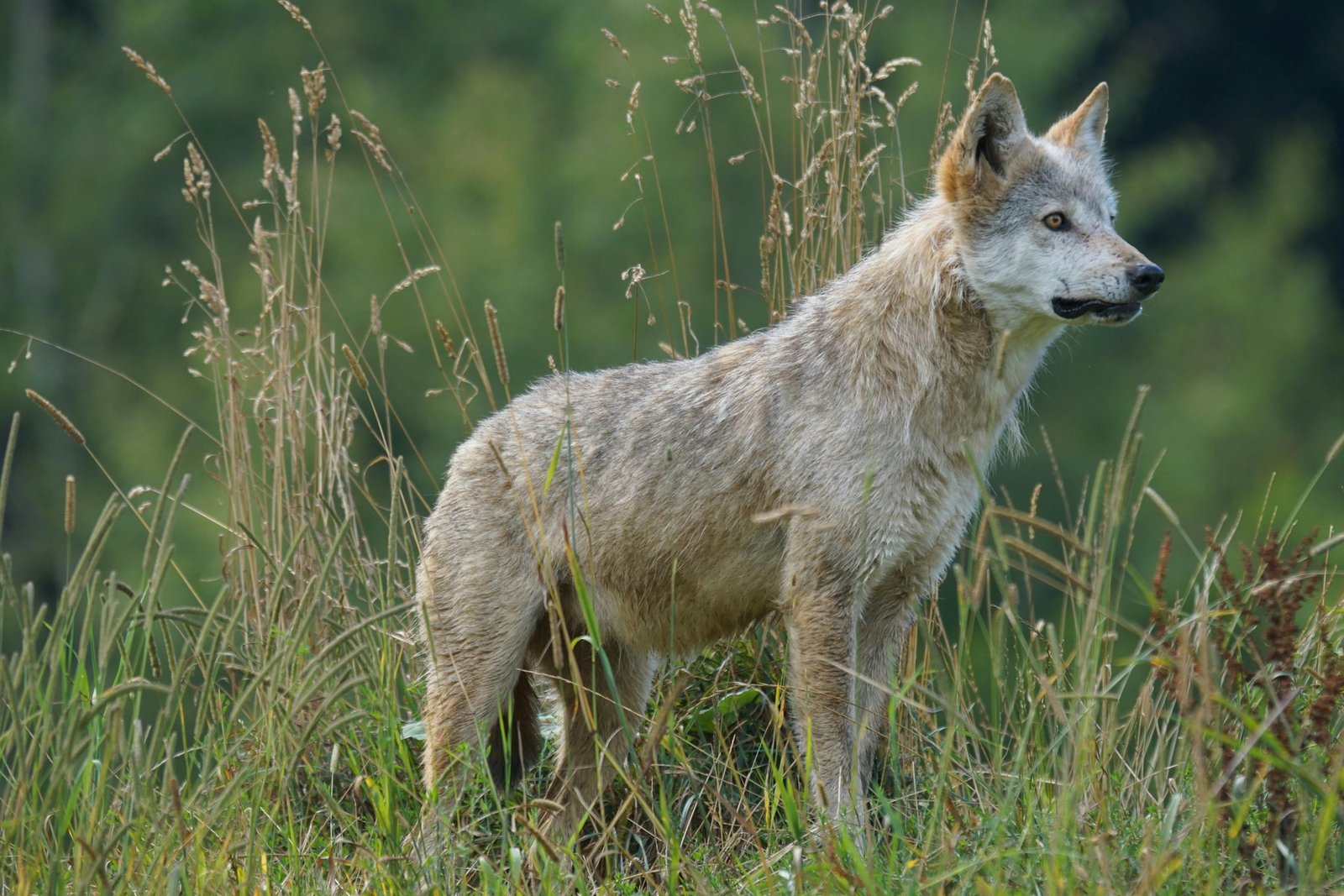 Indigenous wolf beliefs are linked to niche construction