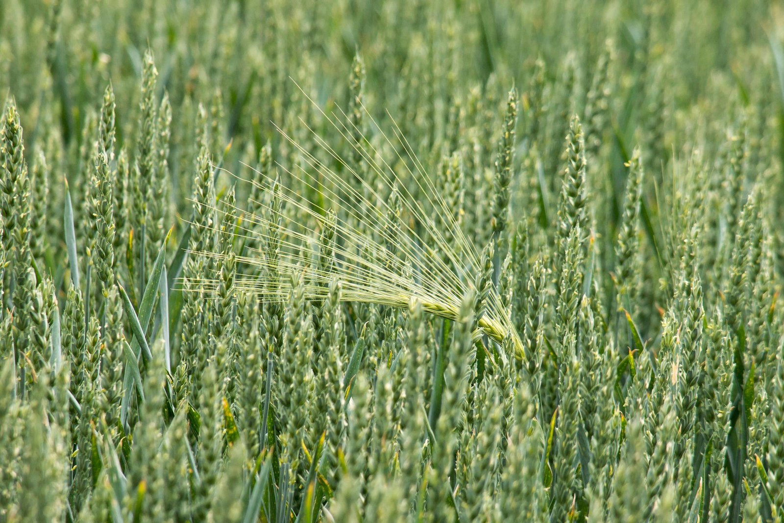 Dual-purpose management reduced wheat yield and varied by crop