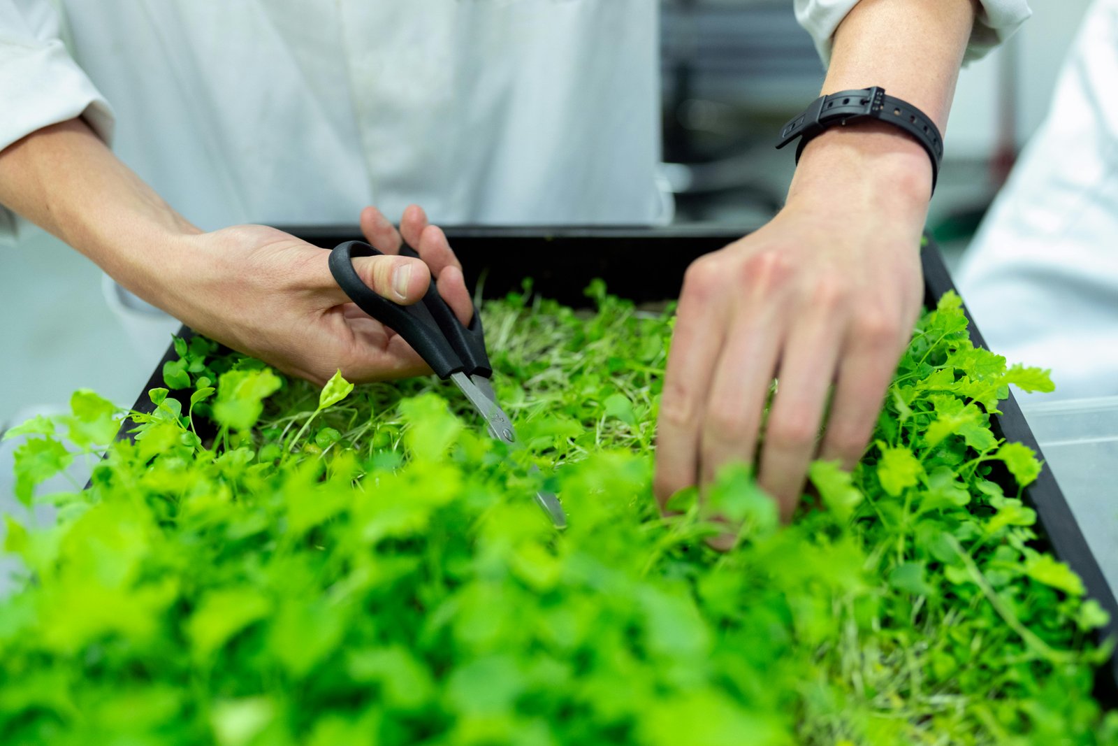 Barley salt tolerance genes identified at germination stage