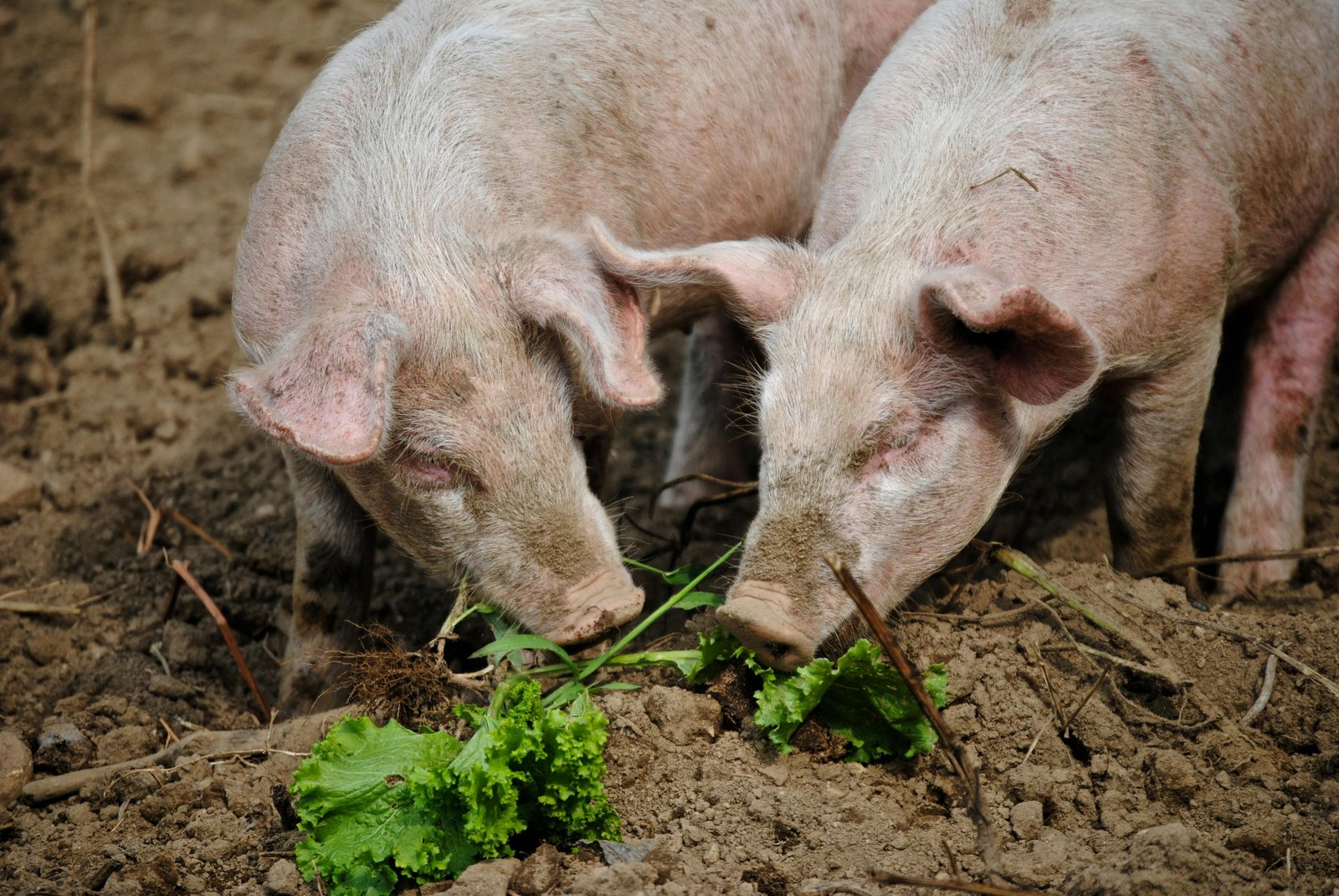 Olive mill wastewater polyphenols altered some pork meat traits