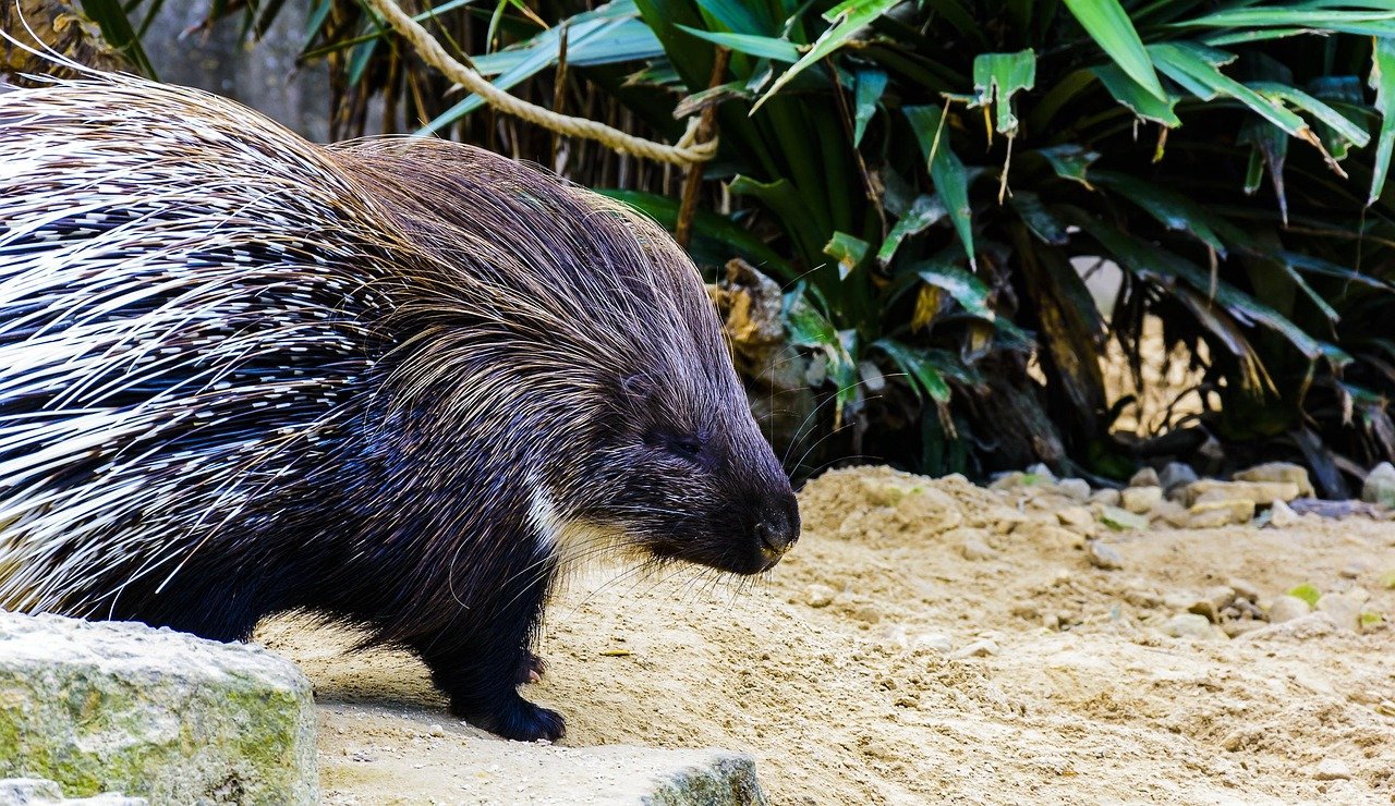 Porcupine density and behavior varied across Punjab habitats