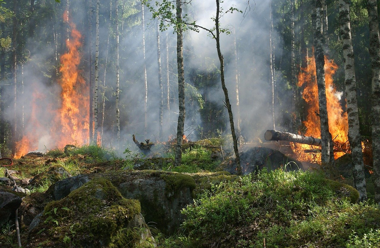 A dynamical model describing how acid rain affects the growth of plants in a habitat