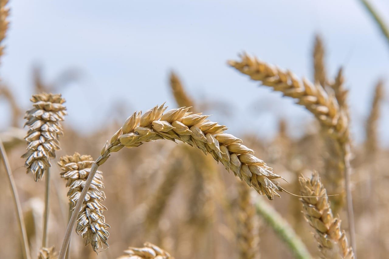 Stable wheat height loci identified on chromosomes 3D, 4D, 5A, and 7A