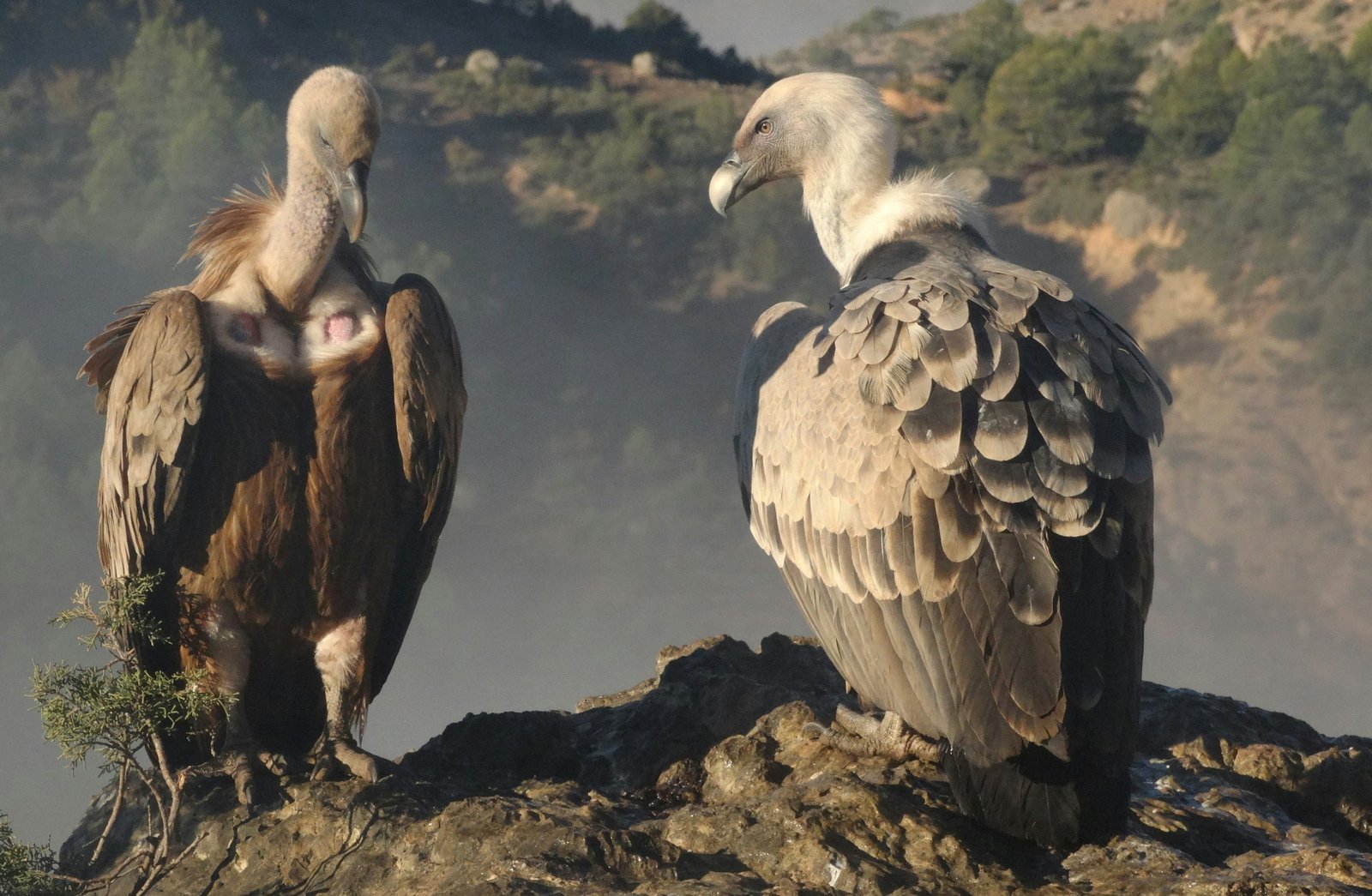 Rüppell’s vultures show different movement patterns in southern Spain