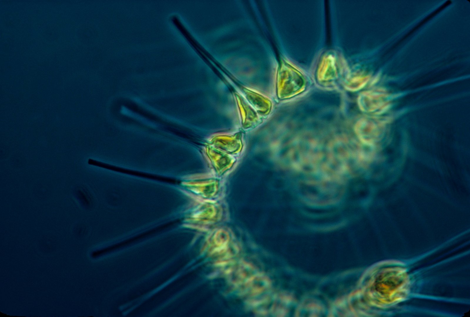 Nutrient Uptake and Growth Kinetics of Novel Environmental Phytoplankton Isolates from the Galápagos Archipelago