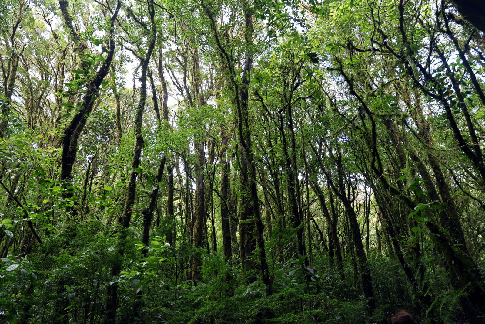 Woodland dormice favored denser, better-connected riverine vegetation