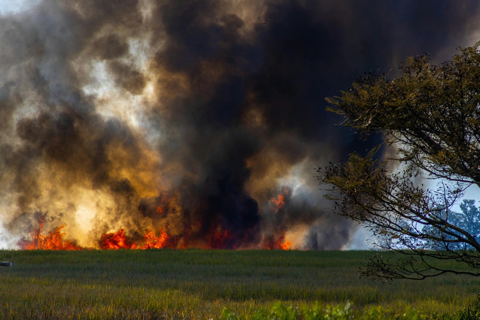 Relative humidity predicts fire intensity in Cerrado burns