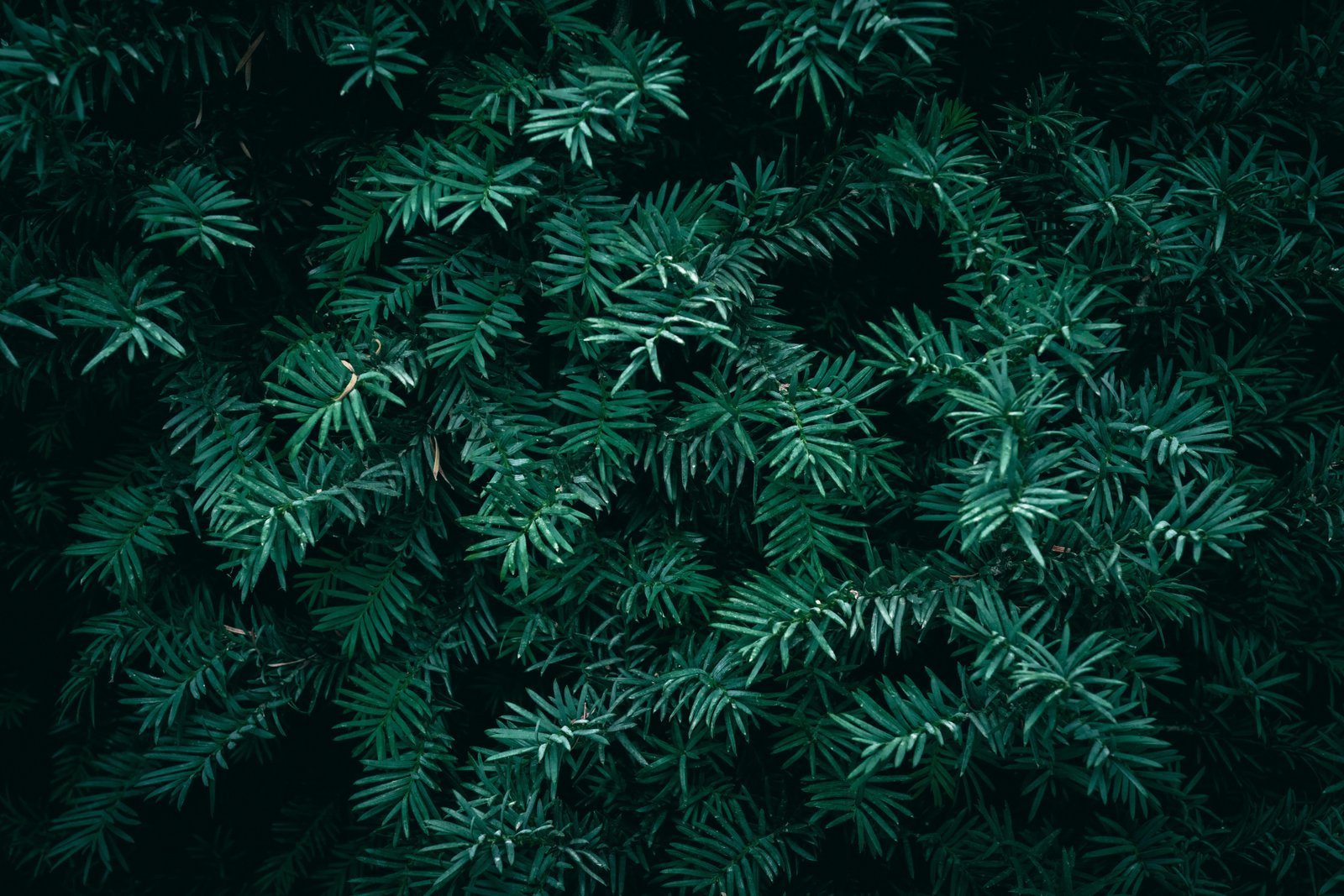 Simulated Assessment of the Impact of Climate Change on the Potential Distribution Range of Four Taxus Species in China