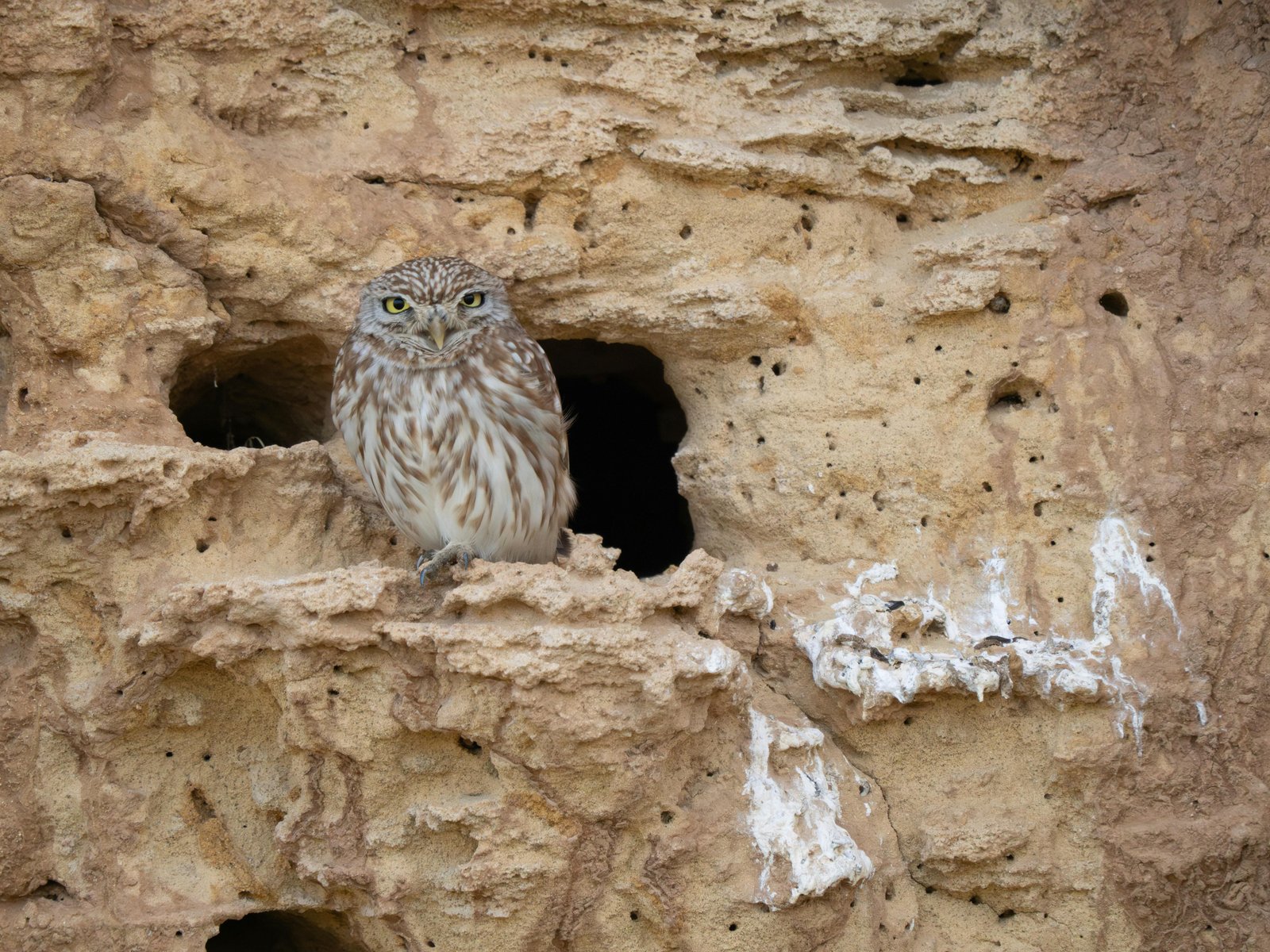 Isaiah’s owl imagery remains uncertain and context-dependent