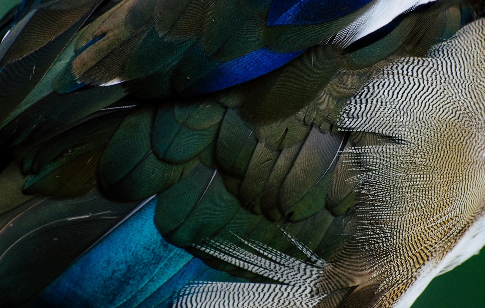 Ancient feathers show a managed trans-Andean parrot trade