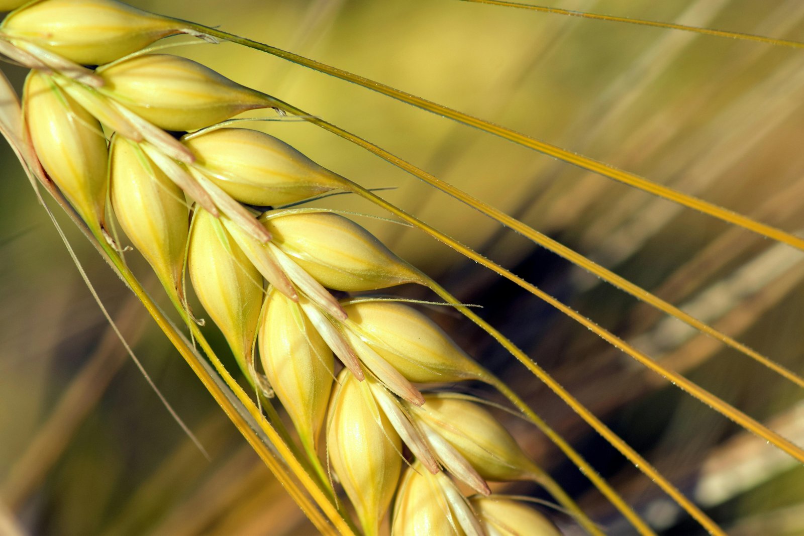 Advanced barley lines showed greater stability than local landraces