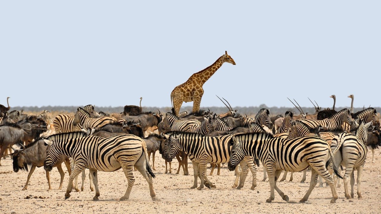 Sentient animals are judged more convincing bearers of intrinsic value