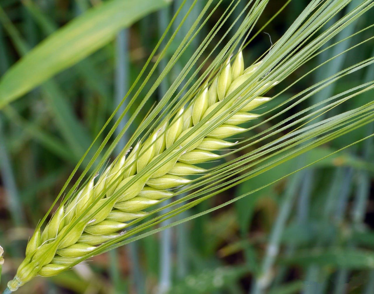Genome-wide mapping linked malt quality traits to barley loci