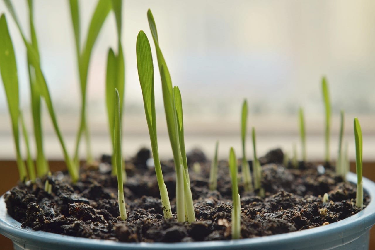 IDD5 and SDW3 link DELLA proteins to stem growth in cereals