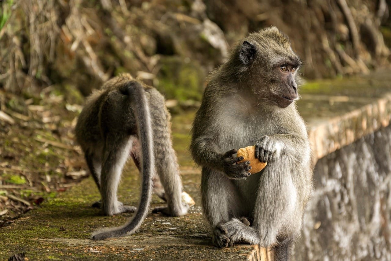 Temperature linked to activity shifts in black-and-white snub-nosed monkeys