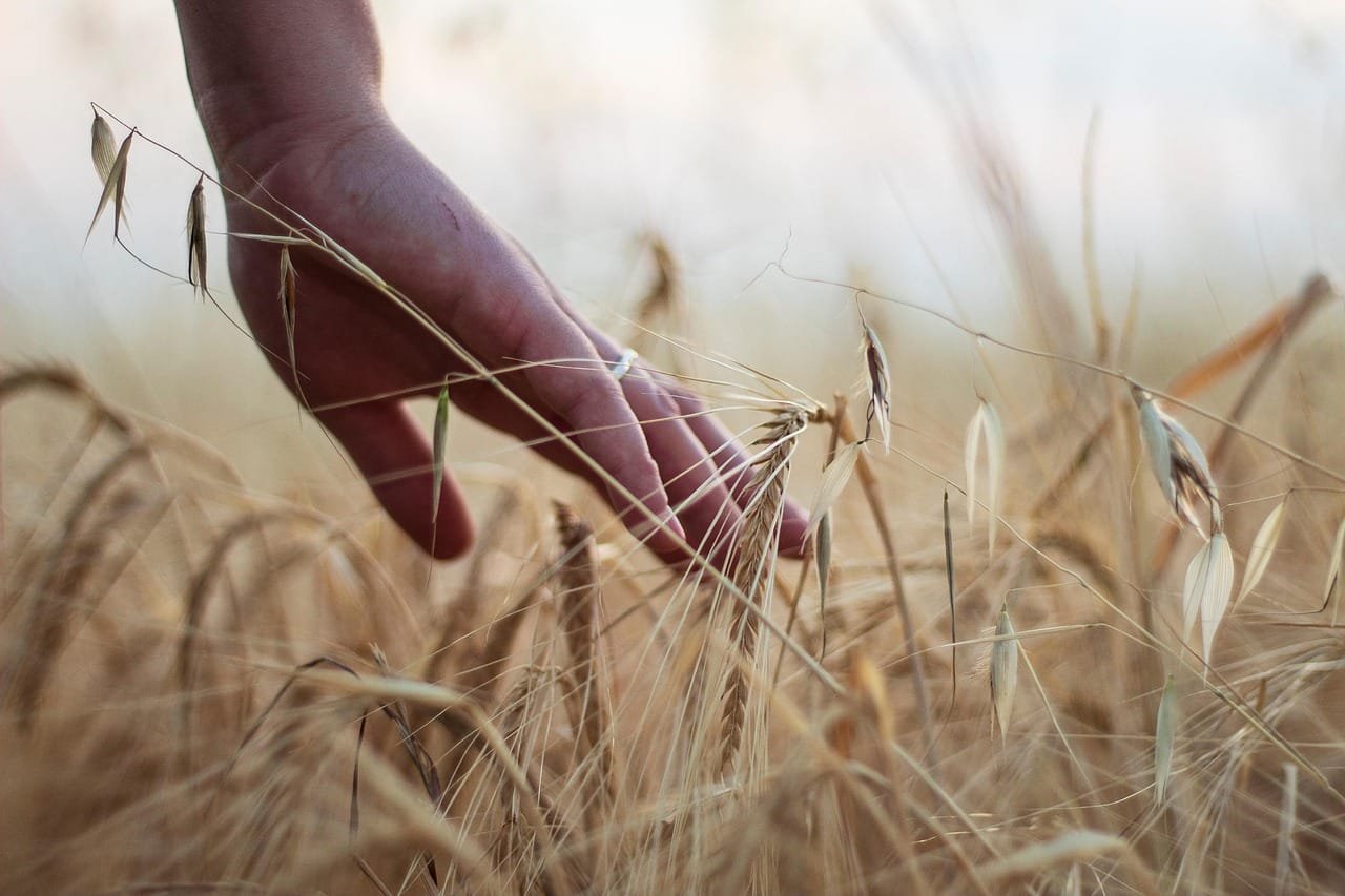 Barley metabolite levels varied with genotype and stress type