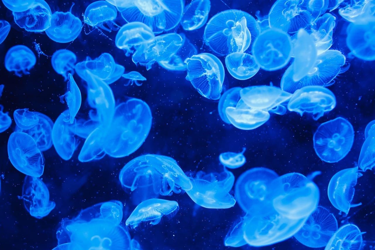 Bioinspired principles guide underwater soft robot design