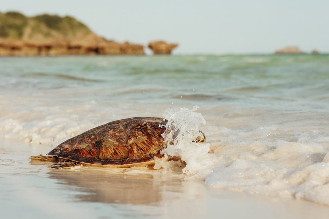 Deepwater Horizon expanded knowledge of sea turtle oil impacts