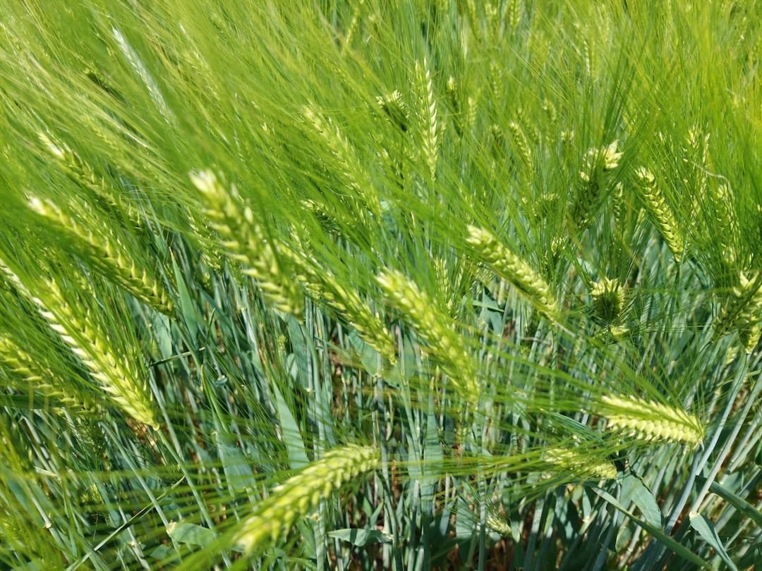 Planting density of 300 plants per square meter gave the best yield