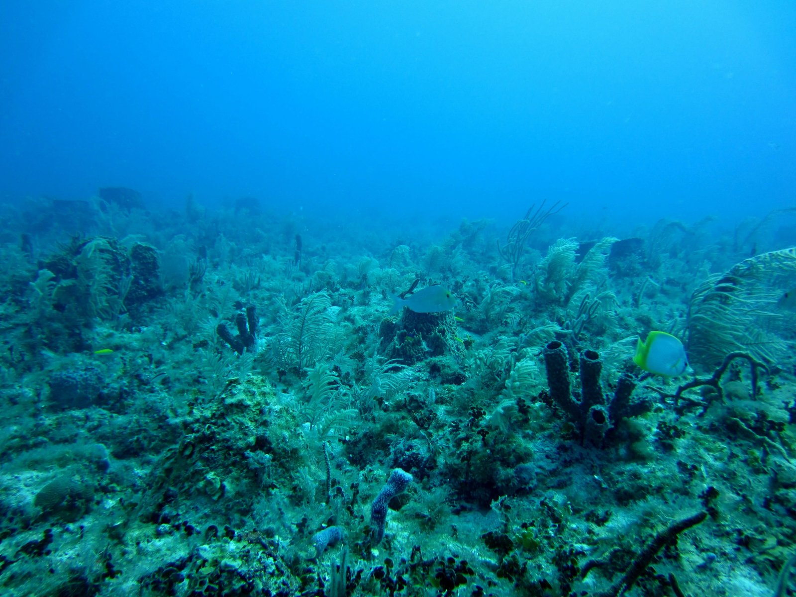 Local human disturbances suppress potential coral climate refugia
