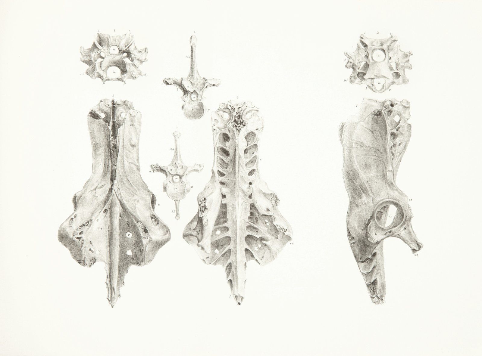 Mesolithic ornamentation shows changing visual complexity over time