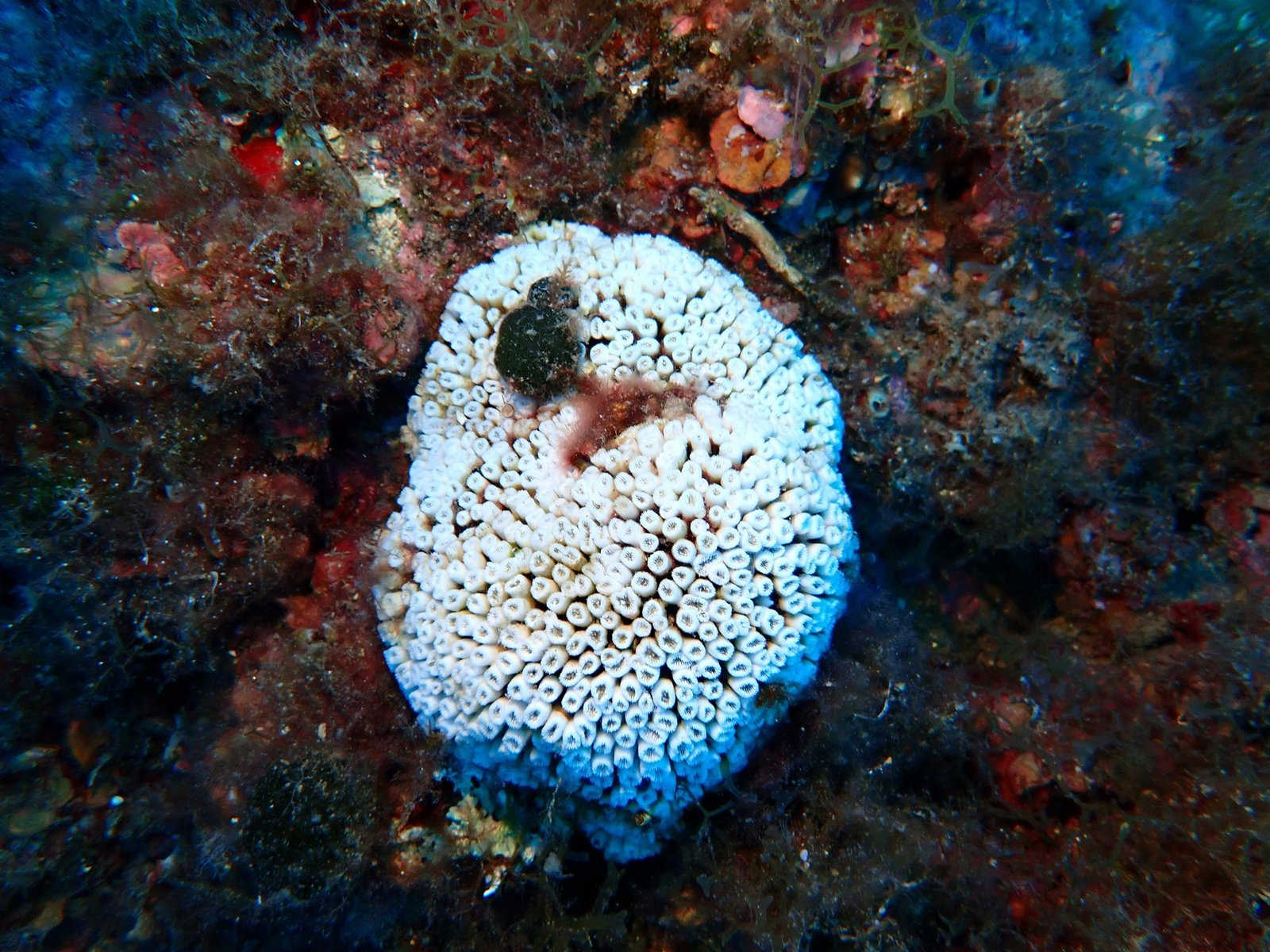 Global coral heat stress reached record levels from 2018 to 2025