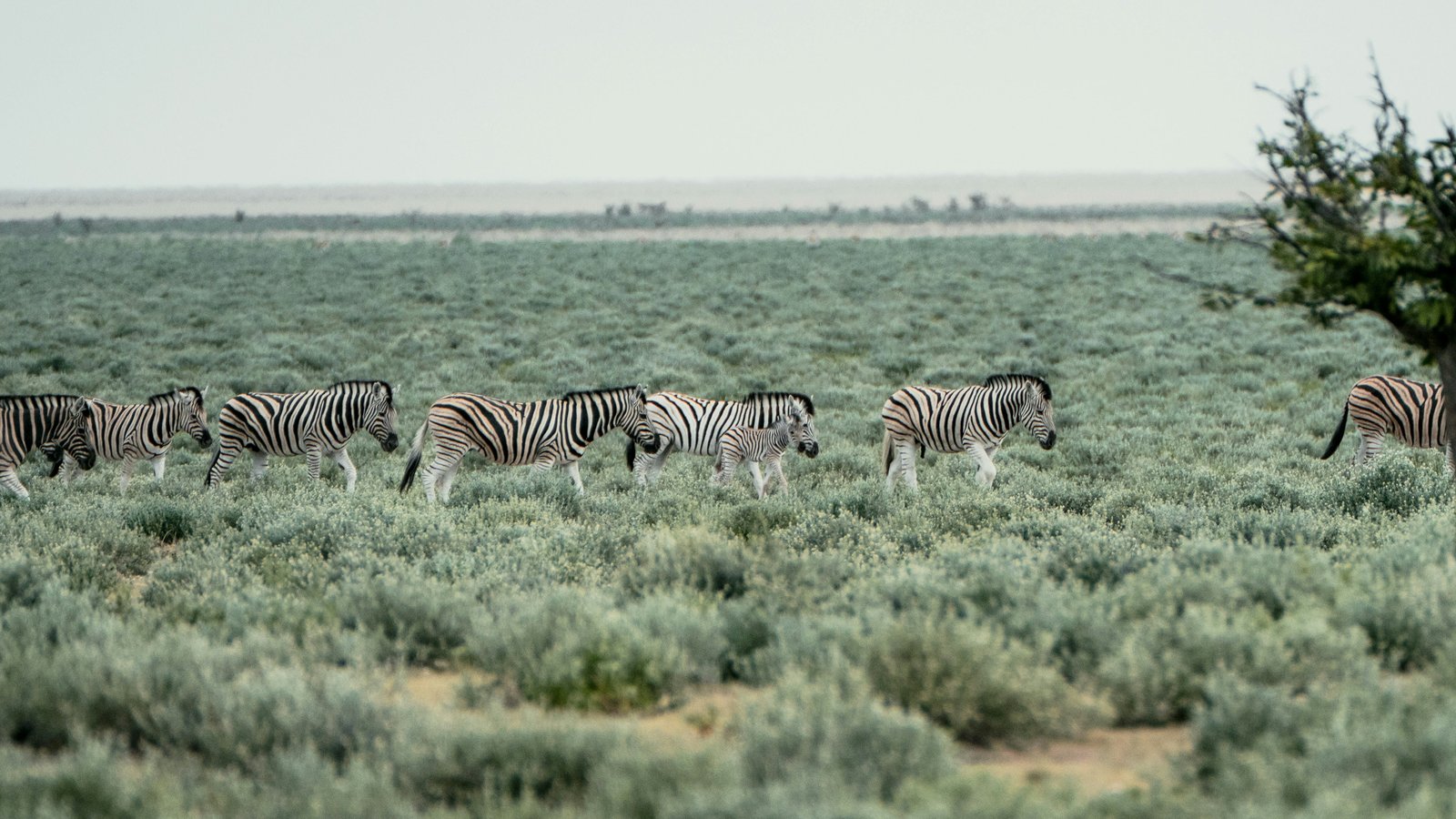 Animal culture may merit conservation because it matters to animals