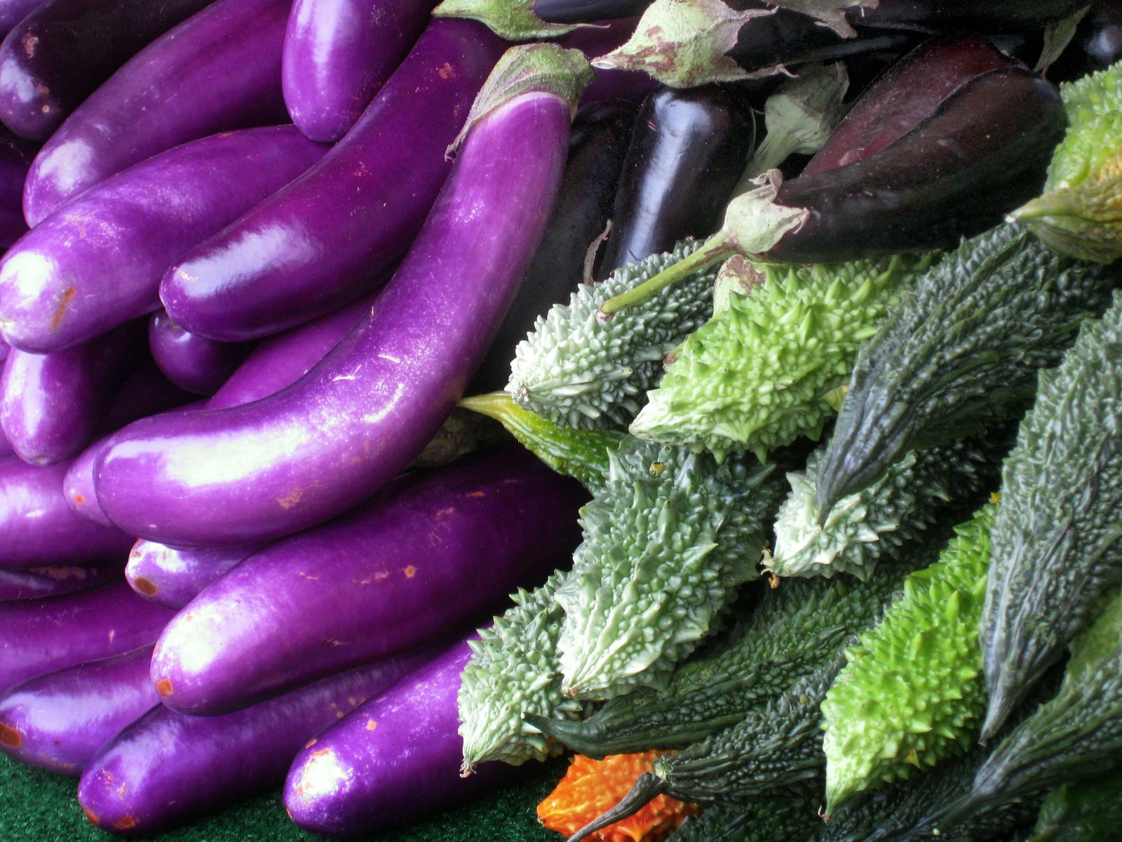 Mainstream vegan discourse may reinforce human exceptionalism