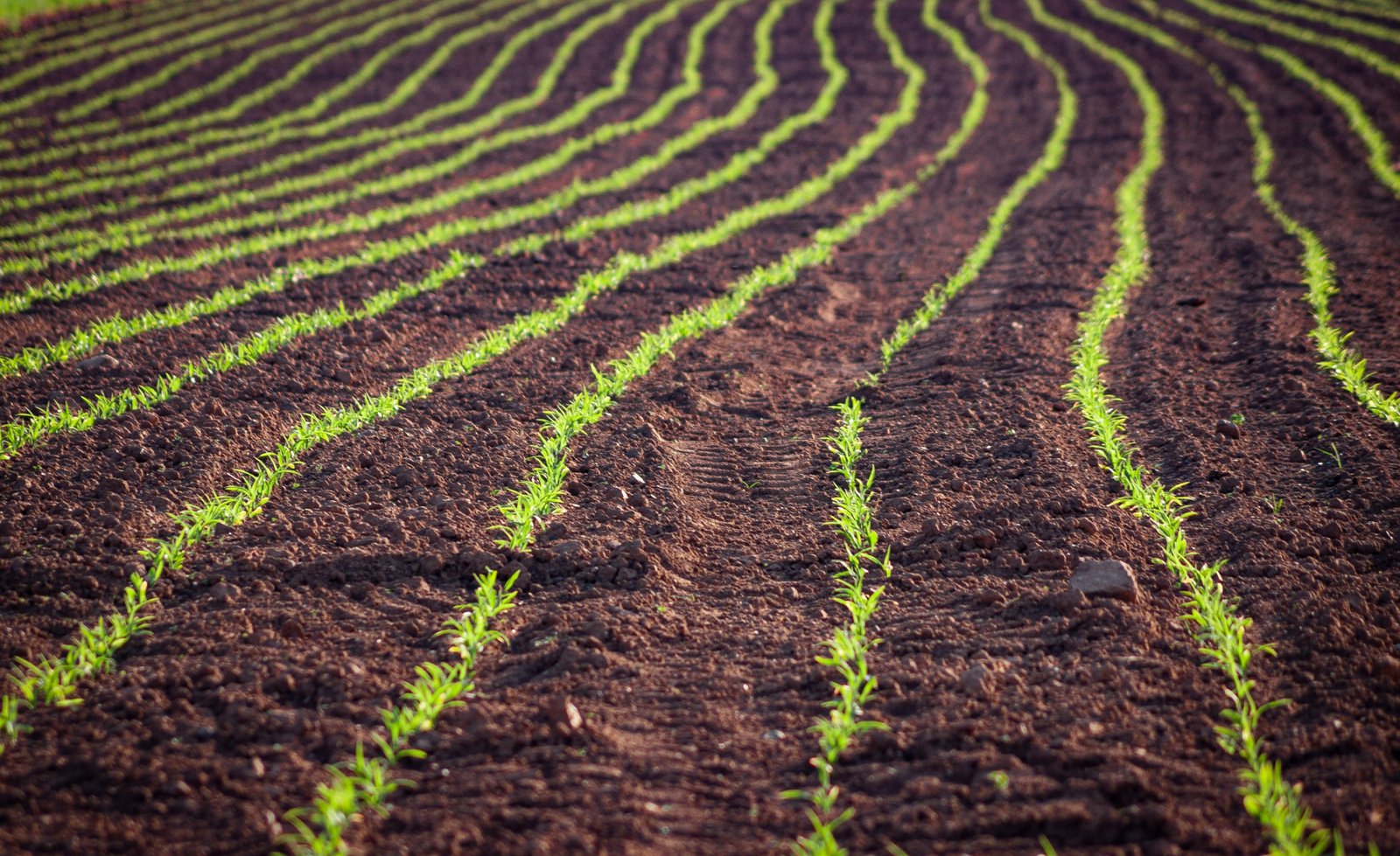 Municipal solid waste compost often improved crop yield and soil fertility