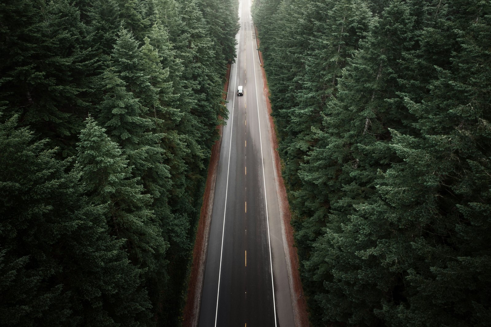 Highway effects varied across native mammal species in a conservation reserve
