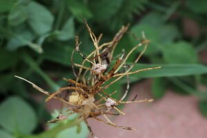 Agricultural and Biological Sciences research
