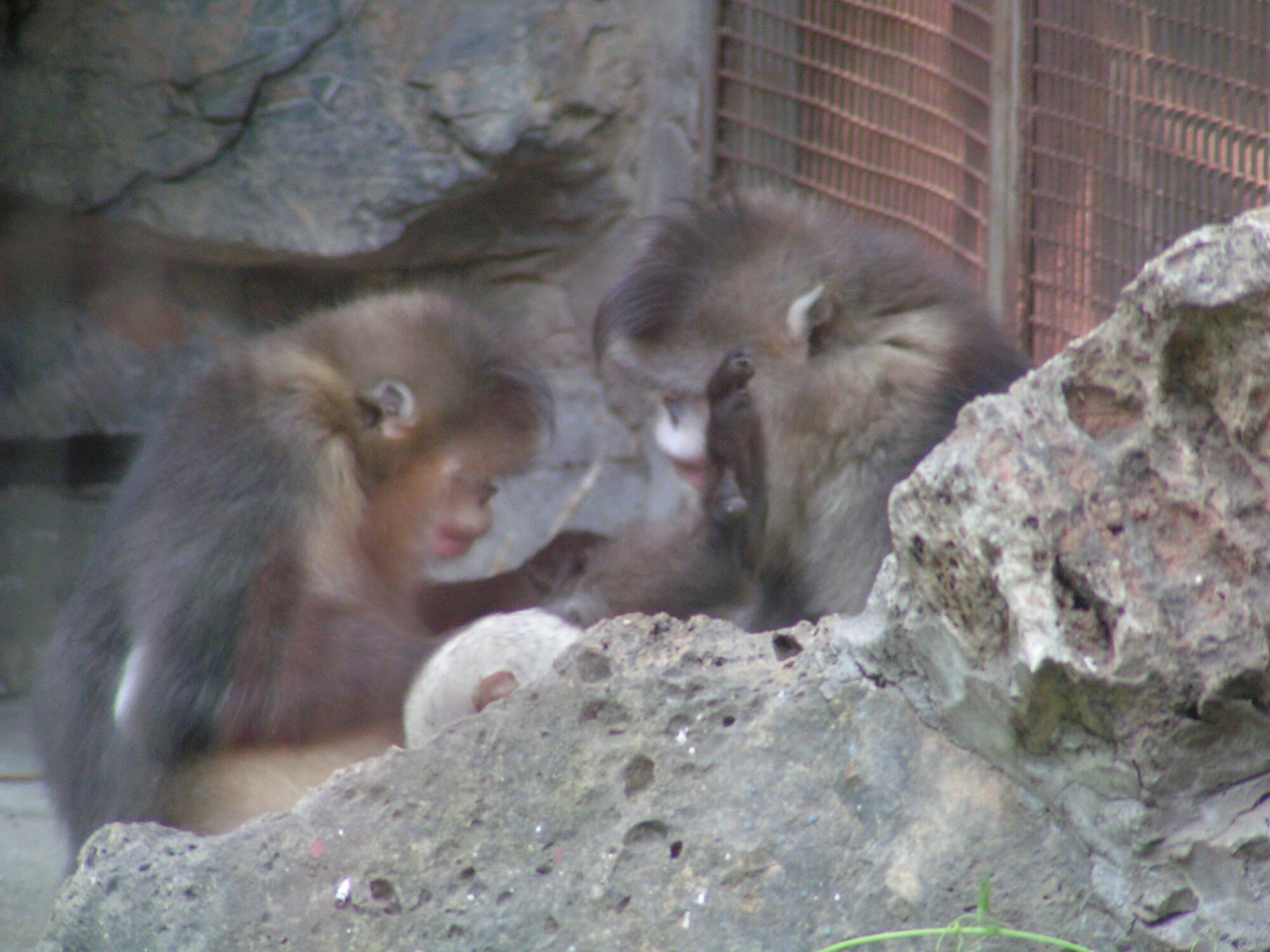 Temperature shaped activity more than diet in snub-nosed monkeys