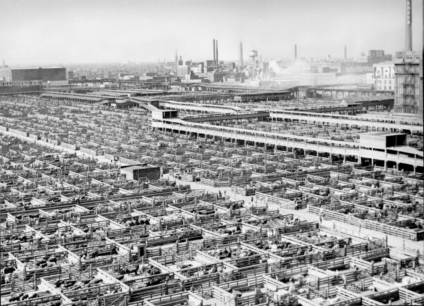 Rent-seeking can undermine environmental gains from meatpacking innovation