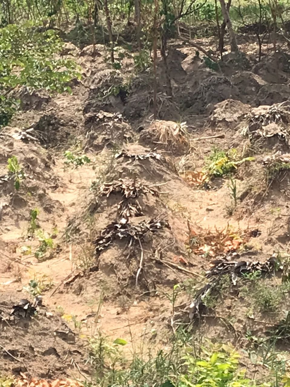 Hybrid agri-food practices support rural producer resilience