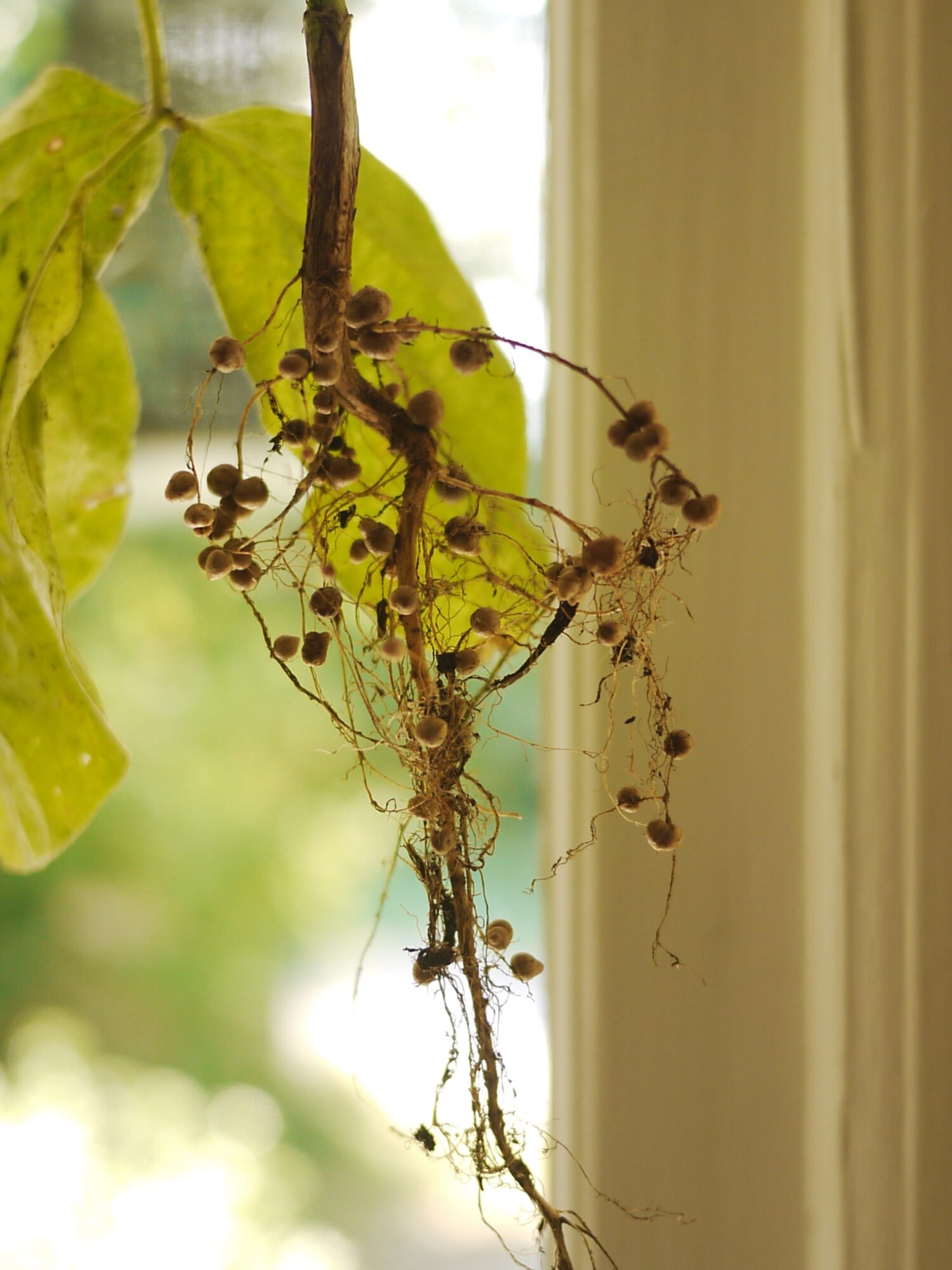 Agricultural and Biological Sciences research