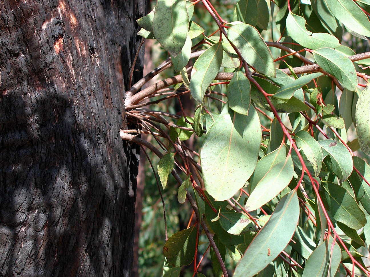 Epicormic foliage chemistry varied after fire