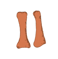 Fresh bone methylation estimated age more reliably than treated samples