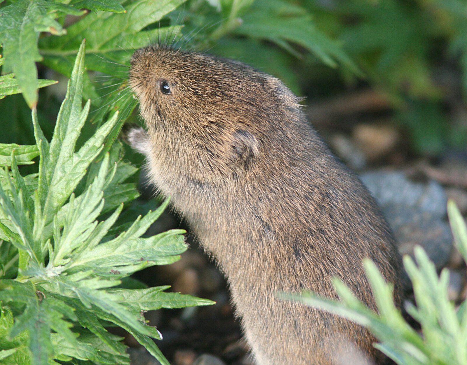 Population density stress reshaped vole gut microbes and metabolites