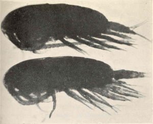 Ecology research
