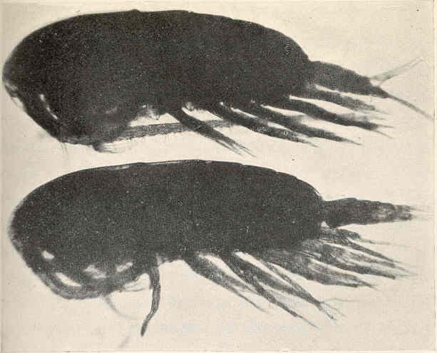 Human disturbance changes predator-prey temporal overlap by body size