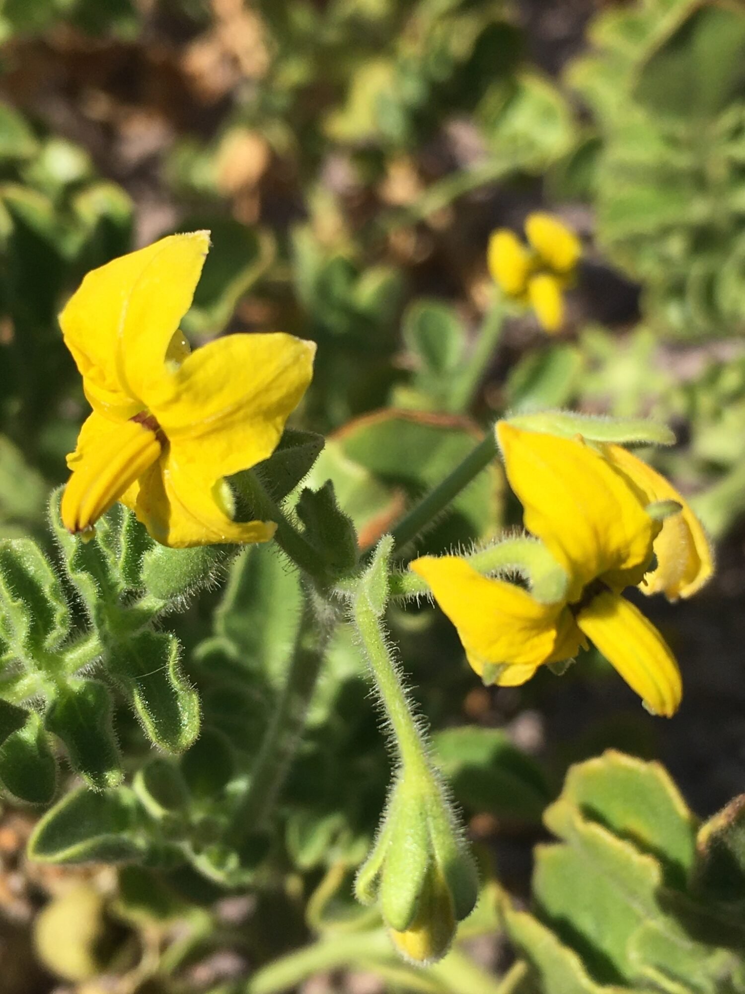 Wild tomato genomes show structural variants affect recombination