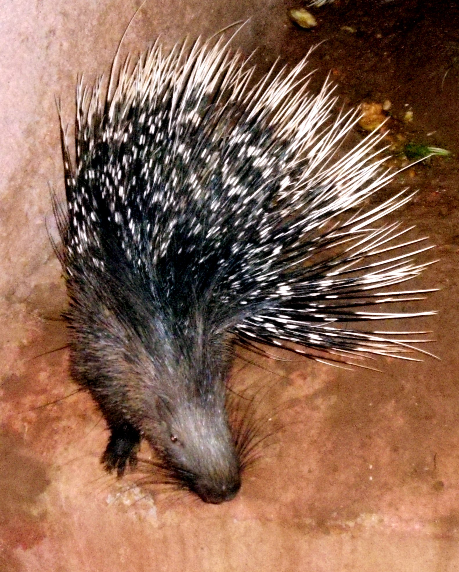 Porcupine density and behavior varied by season and habitat in Punjab