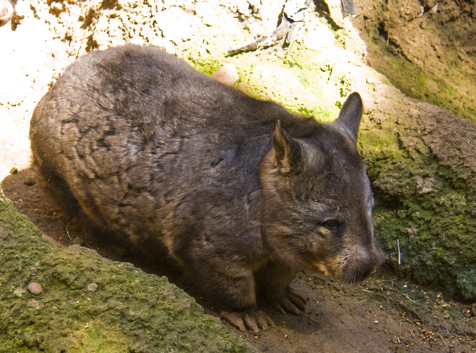 Dingo-exposed wombats investigated scent cues more often
