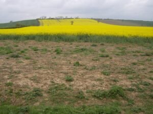 Agricultural economics research