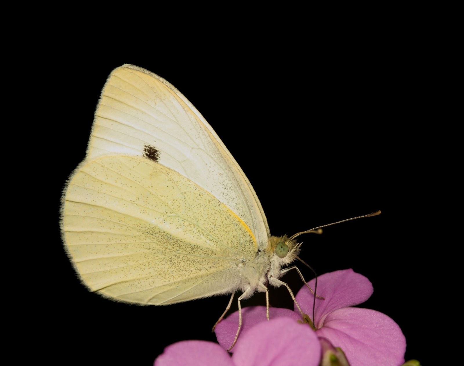 Climate warming and urban context shape European butterfly declines