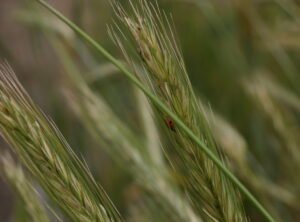 Agricultural and Biological Sciences research