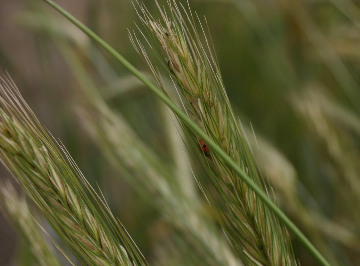 Hayman’s diallel analysis found mixed inheritance patterns in durum wheat traits
