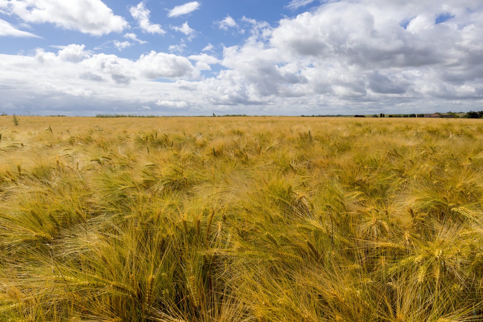 Agricultural and Biological Sciences research