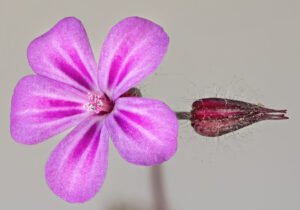 Agricultural and Biological Sciences research