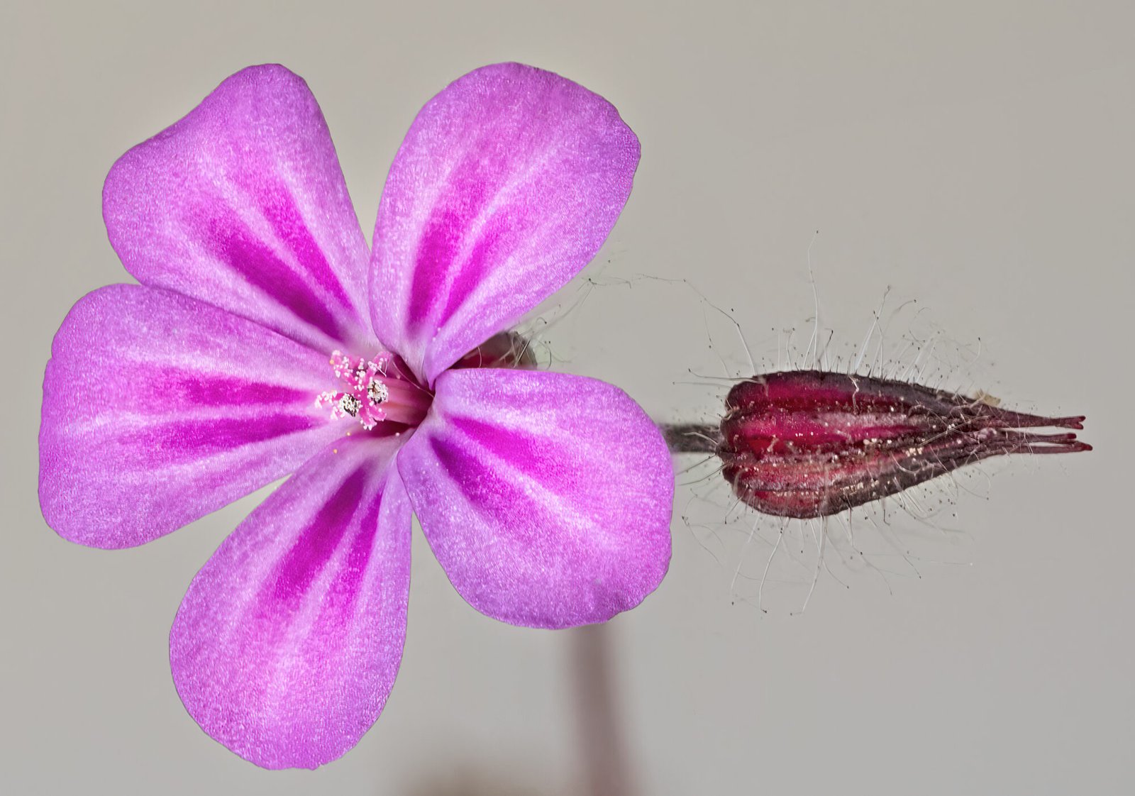 Agricultural and Biological Sciences research